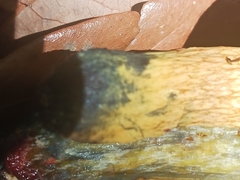 Boletus luridellus image