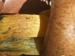 Boletus luridellus image