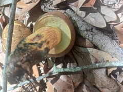 Boletus luridellus image