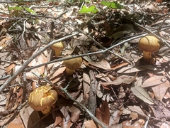 Boletus luridellus image