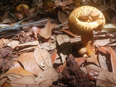 Boletus luridellus image