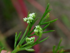 Dasispermum perennans