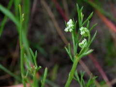 Dasispermum perennans
