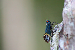 Penthicodes farinosus