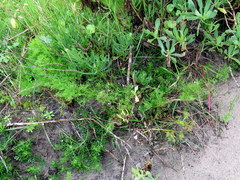 Dasispermum perennans