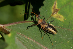 Pristhesancus chlamydatus
