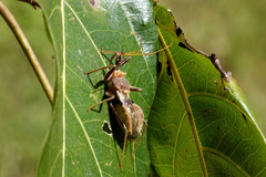 Pristhesancus chlamydatus