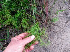 Dasispermum perennans
