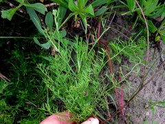 Dasispermum perennans