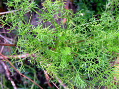 Dasispermum perennans