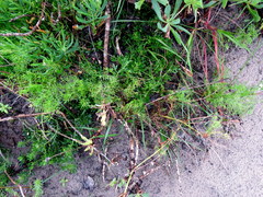 Dasispermum perennans