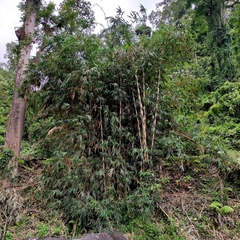 Gigantochloa apus, photograph (c) Abu Hamas, some rights reserved (CC BY-SA)