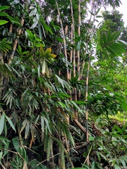 Gigantochloa apus