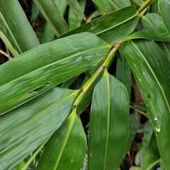 Gigantochloa apus, photograph (c) Abu Hamas, some rights reserved (CC BY-SA)