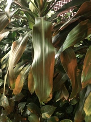 Dracaena fragrans