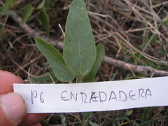 Galactia multiflora