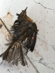 Turdus merula
