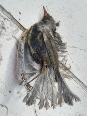 Turdus merula