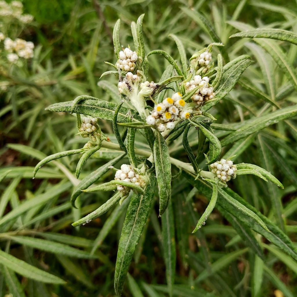 Anaphalis longifolia