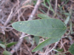 Galactia multiflora