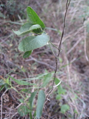 Galactia multiflora