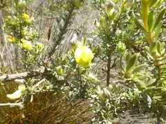 Aspalathus ternata