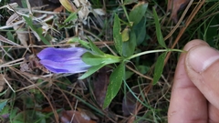 Gentiana catesbaei