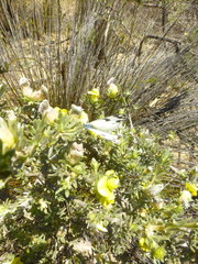 Aspalathus ternata