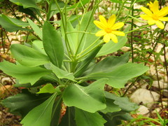 Othonna osteospermoides