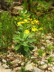 Othonna osteospermoides