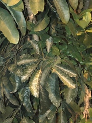 Heptapleurum heptaphyllum