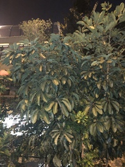 Heptapleurum heptaphyllum