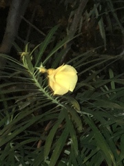 Magnoliopsida