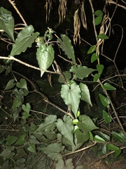 Mikania micrantha