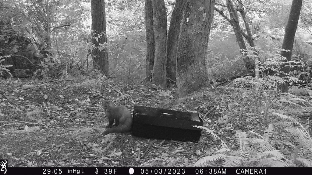 Fisher from Schatz Tree Farm on May 3, 2023 at 06:38 AM by jacobscholar ...