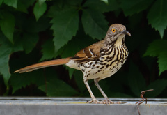 Long-Billed Thrasher photo 3