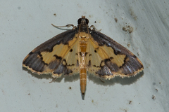 Nistra coelatalis