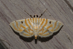 Notarcha