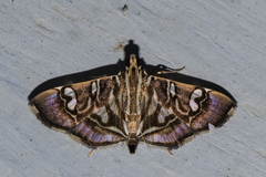 Chabula telphusalis