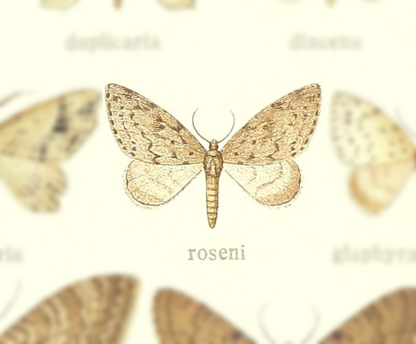 Naxidia roseni