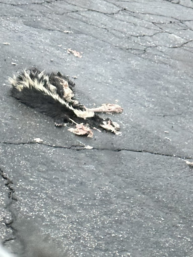 Striped skunk from othello ave san diego ca us on january 5 2023 at
