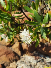 Leucospermum bolusii