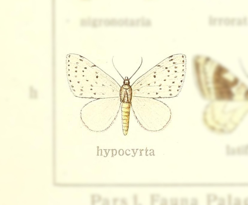 Naxidia hypocyrta
