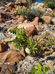 Leucospermum bolusii