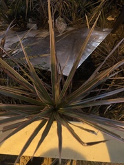 Dracaena reflexa angustifolia