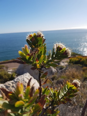 Leucospermum bolusii