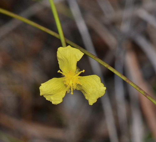 Image of Xyris elliottii by (c) James (Jim) Duggan, some rights reserved (CC BY-SA)