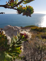 Leucospermum bolusii