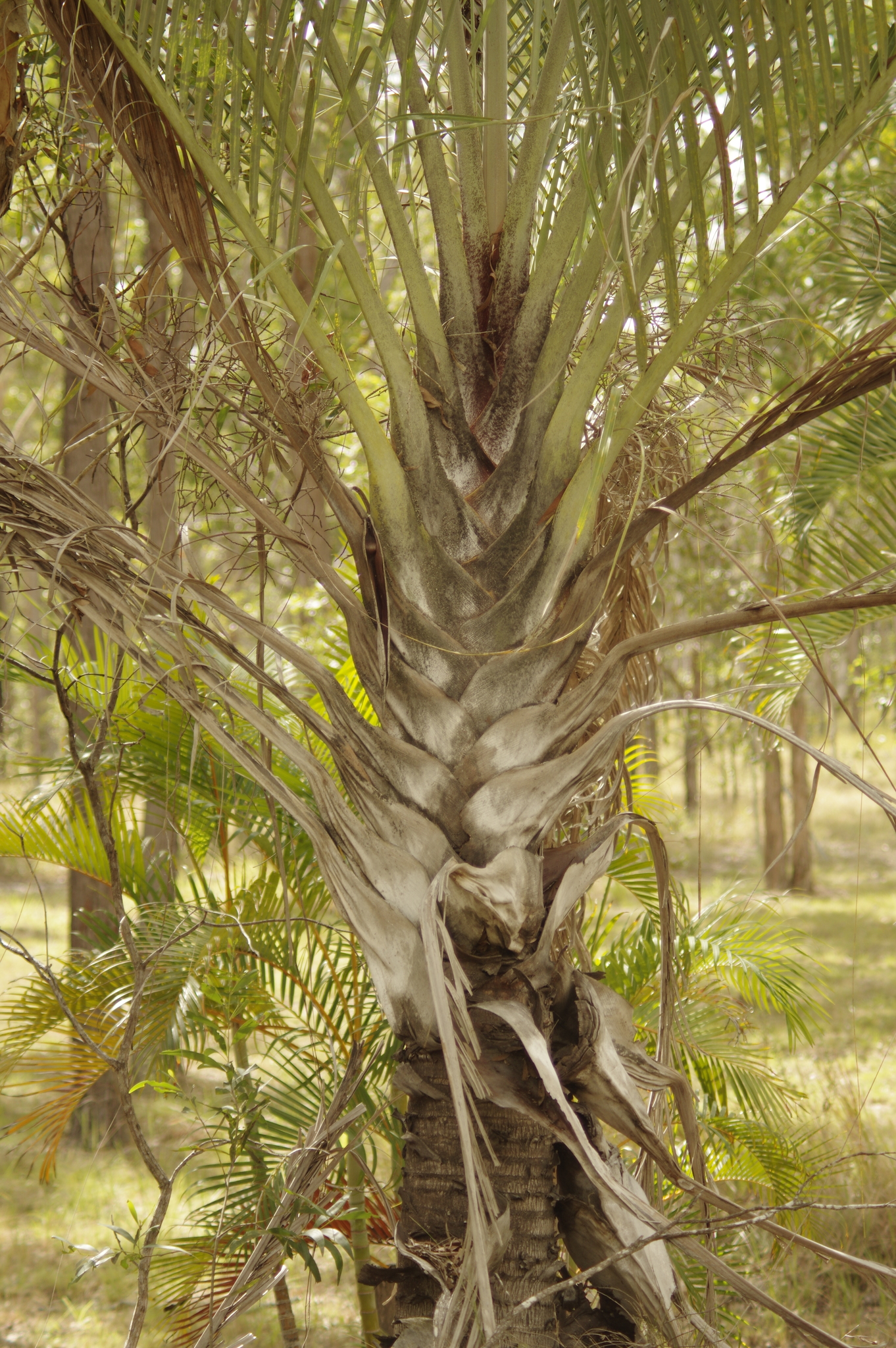Imagem de Palmeira triangular