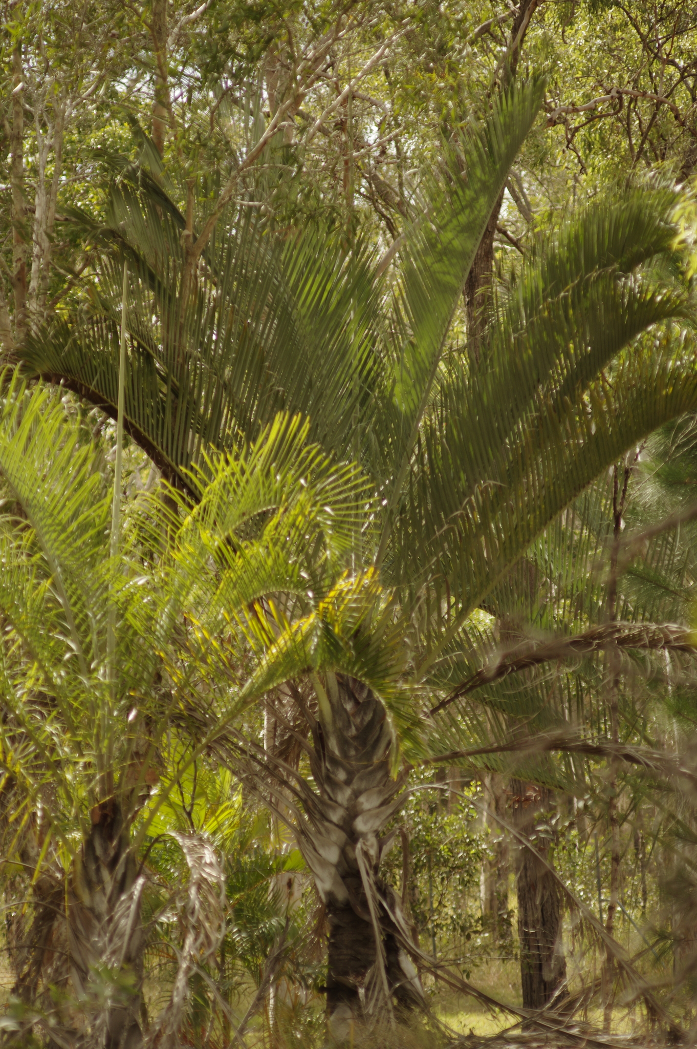 Imagem de Palmeira triangular